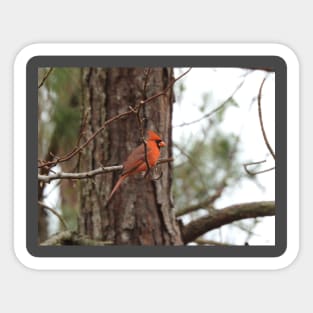 Male Northern Cardinal Sticker